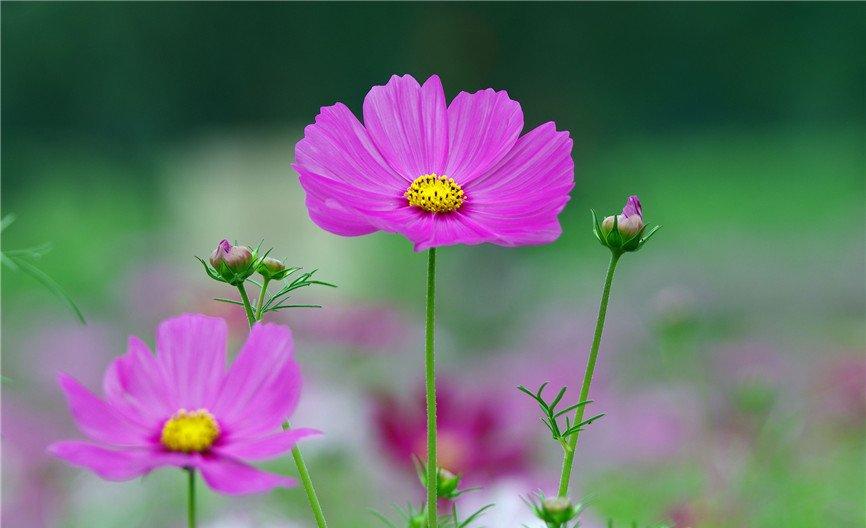 田野中的波斯菊
