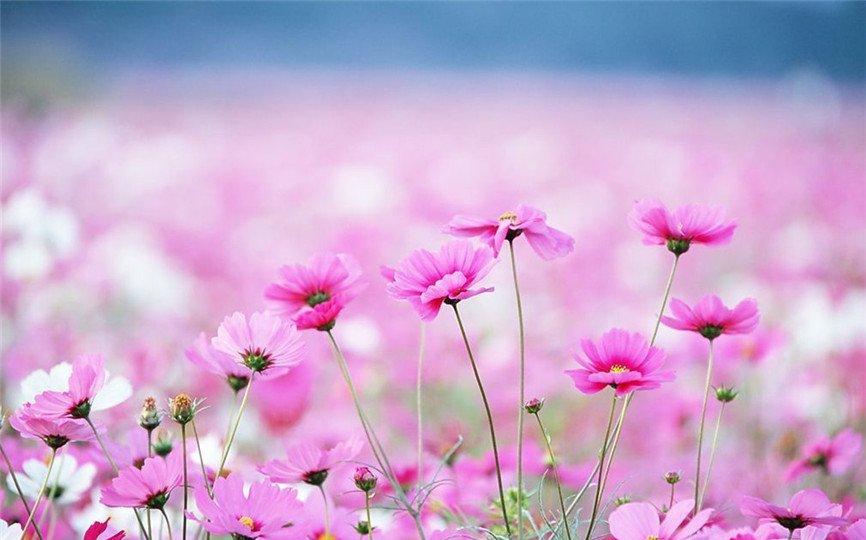 花中仙子——波斯菊