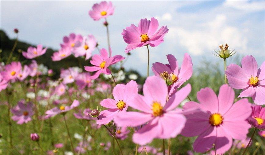 大波斯菊
