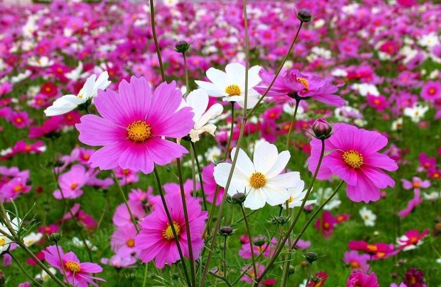 花中仙子——波斯菊