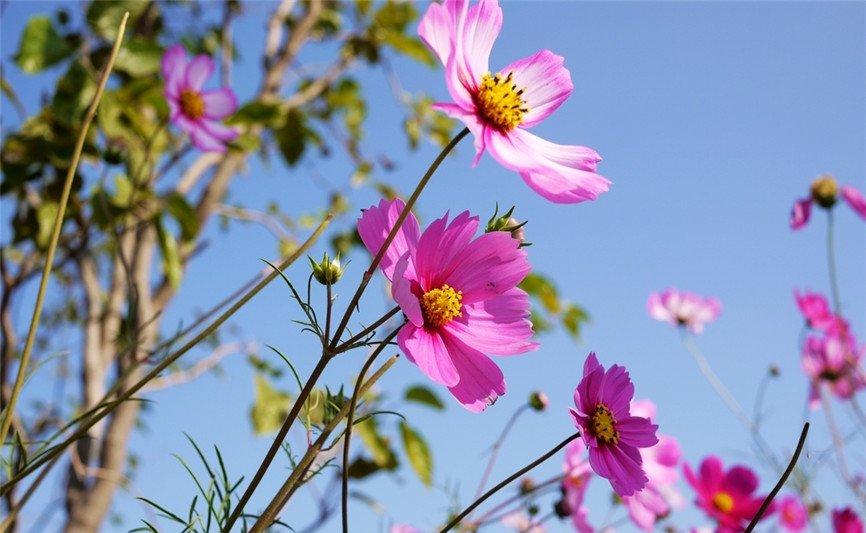 波斯菊花语