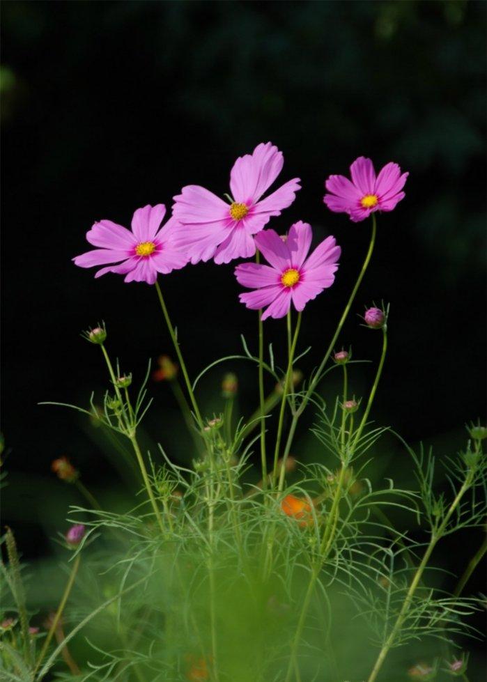 波斯菊