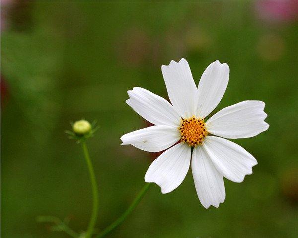 纯洁的白色波斯菊