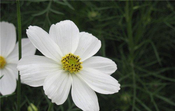 波斯菊