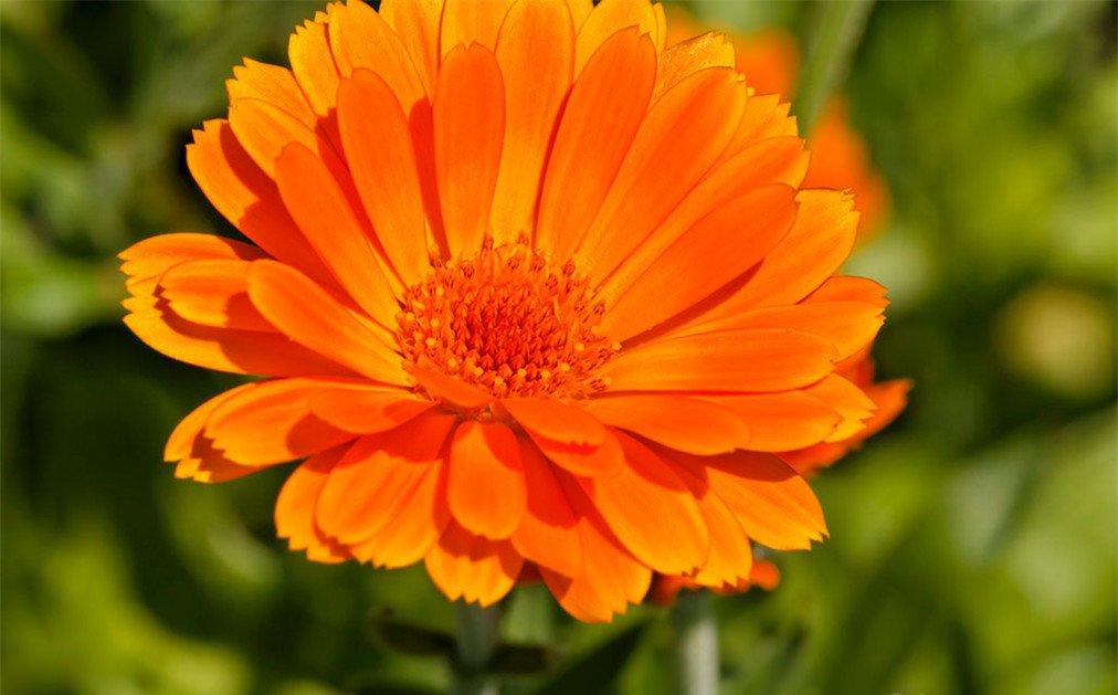 离别之花——金盏菊