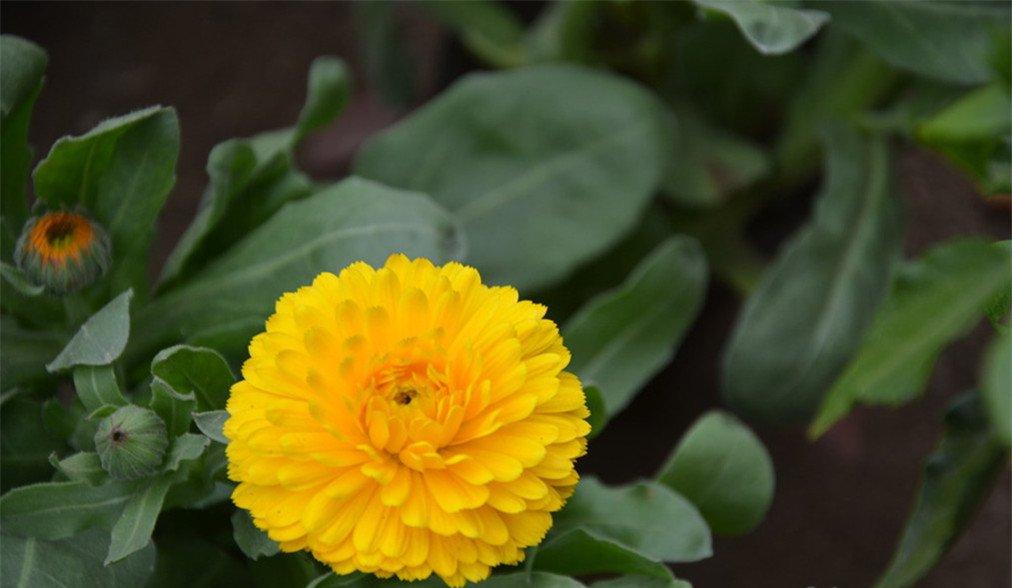 高洁的金盏菊