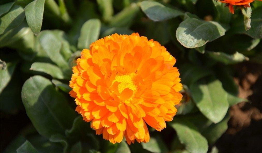 离别之花——金盏菊