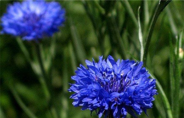 德国国花——蓝色矢车菊