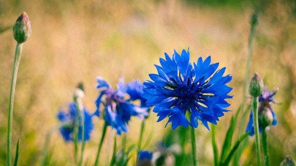 吉祥之花——蓝色矢车菊