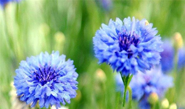 蓝色矢车菊美图