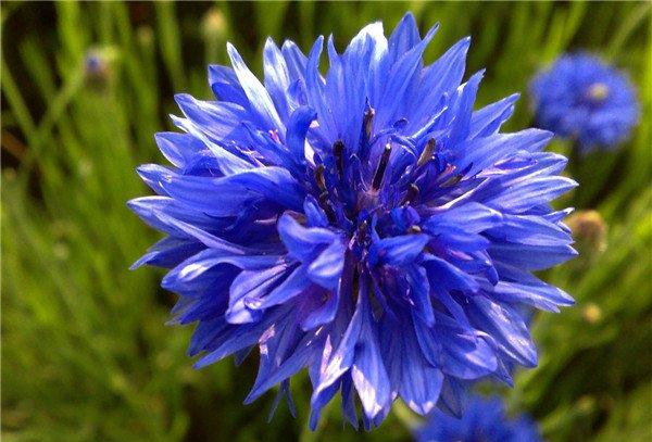 蓝色矢车菊