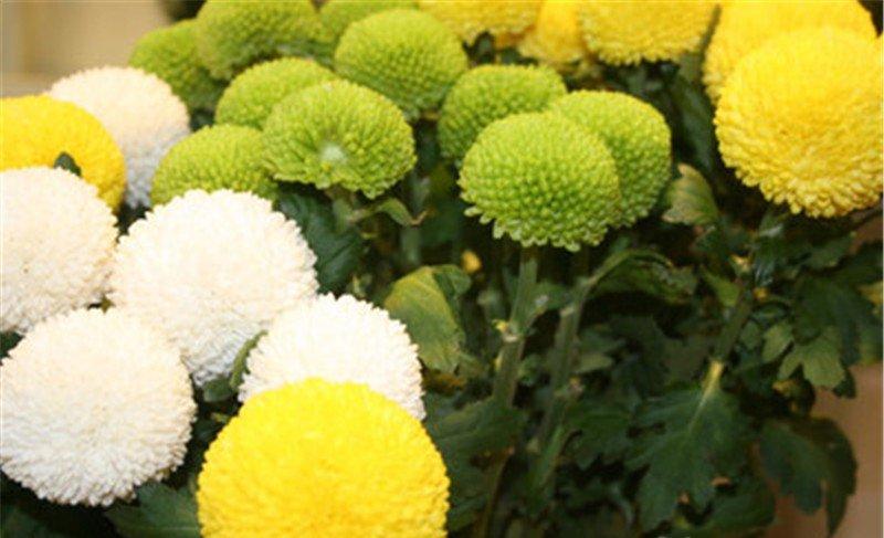 色彩丰富乒乓菊
