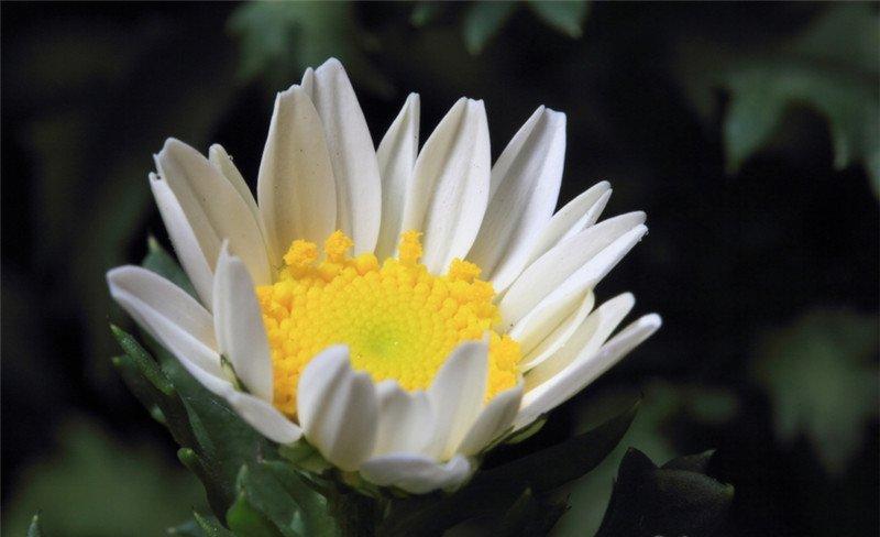 金玉菊花朵形态