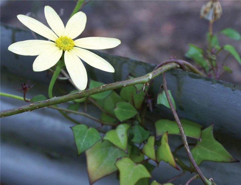 金玉良缘金玉菊