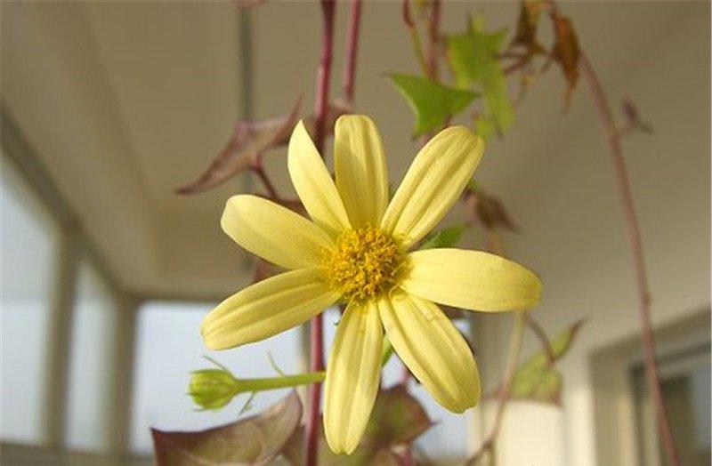 金玉菊怒放的生命