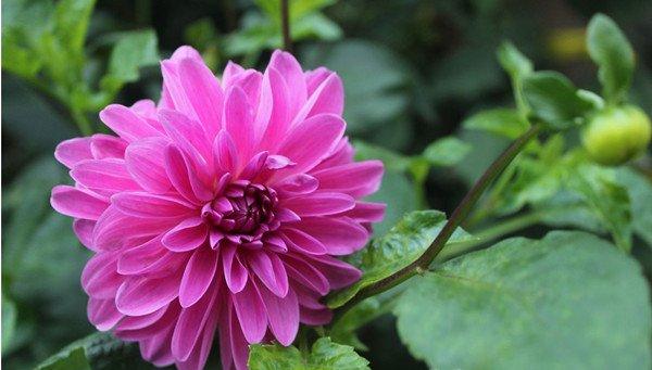 美丽的大丽花