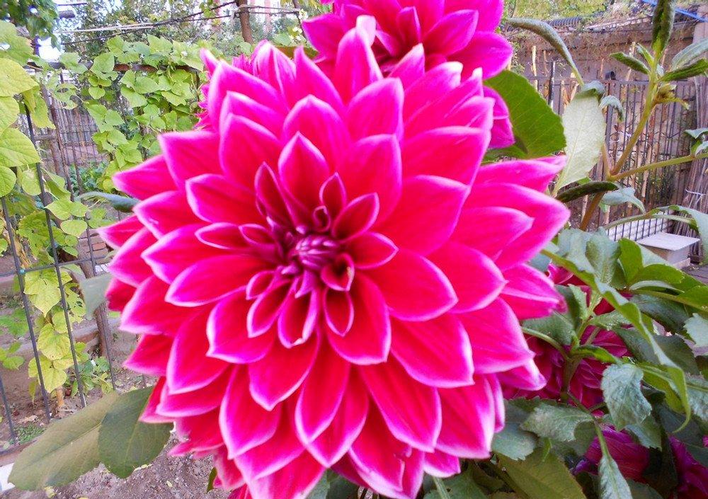 地瓜花