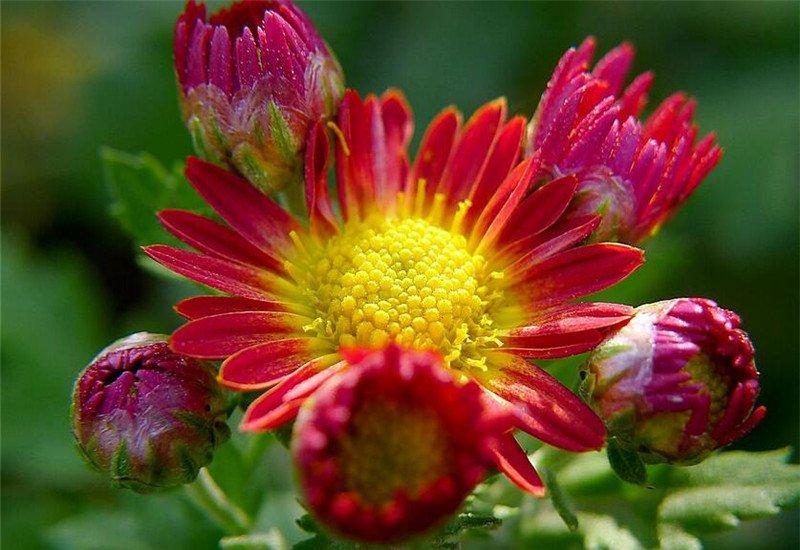 红红火火地被菊