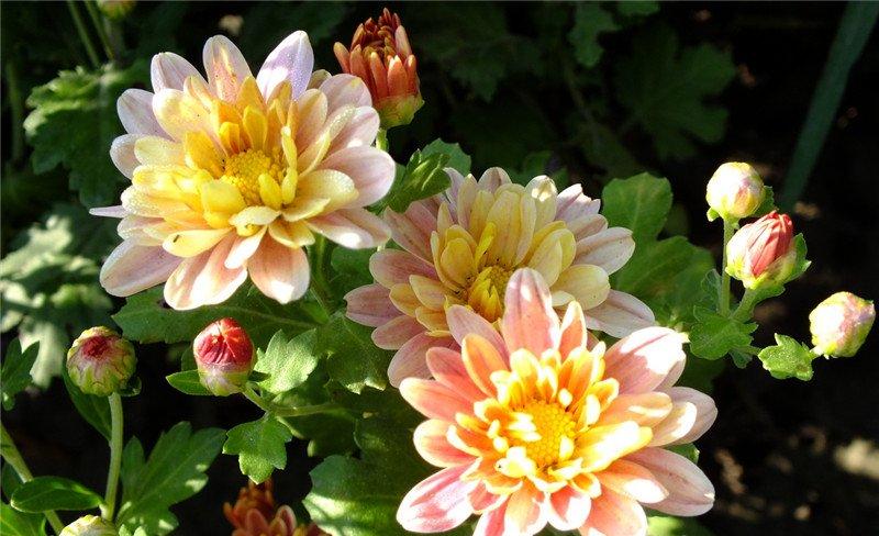 阳台上的地被菊