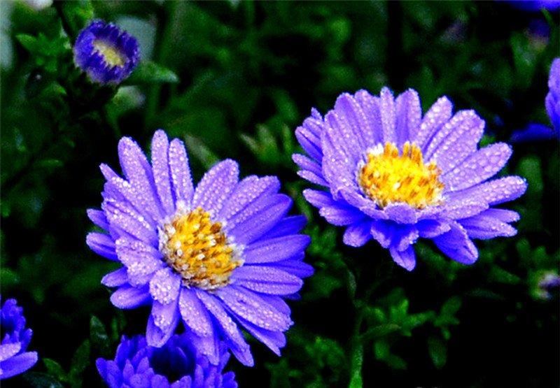 骆驼式的花卉——地被菊