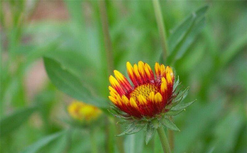 年方二八的双色金鸡菊
