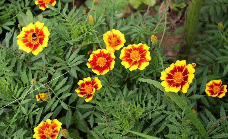 野外的双色金鸡菊
