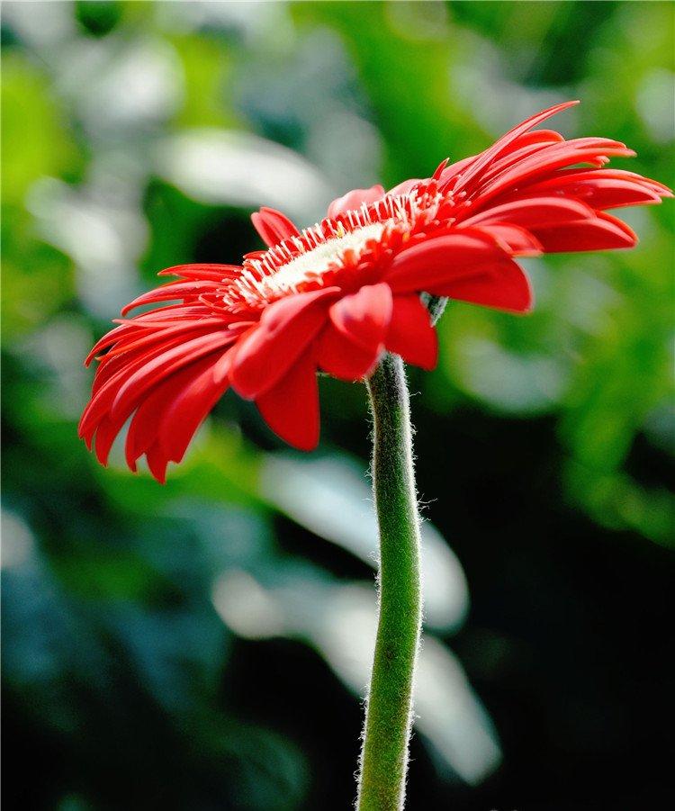 孤独非洲菊