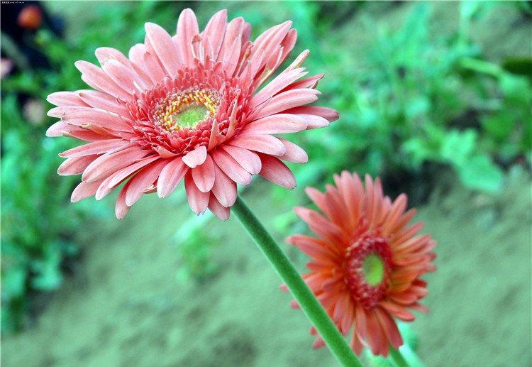 粉色非洲菊
