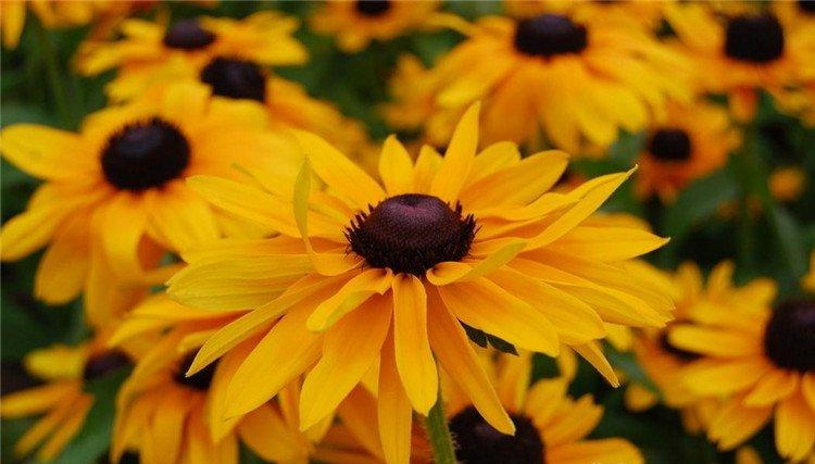 黄色非洲菊