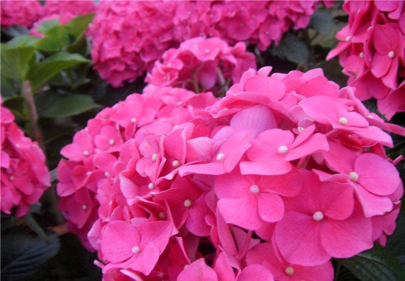 美丽的八仙花