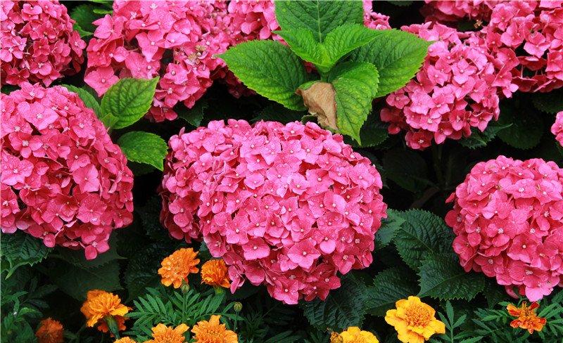 八仙花图片欣赏