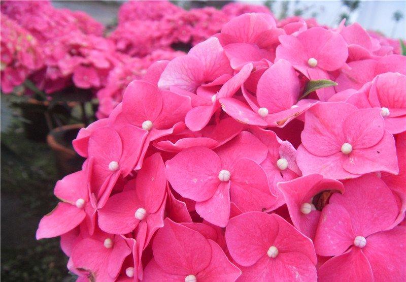 八仙花开放