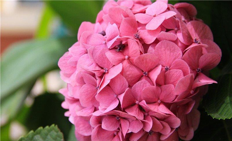 一簇八仙花