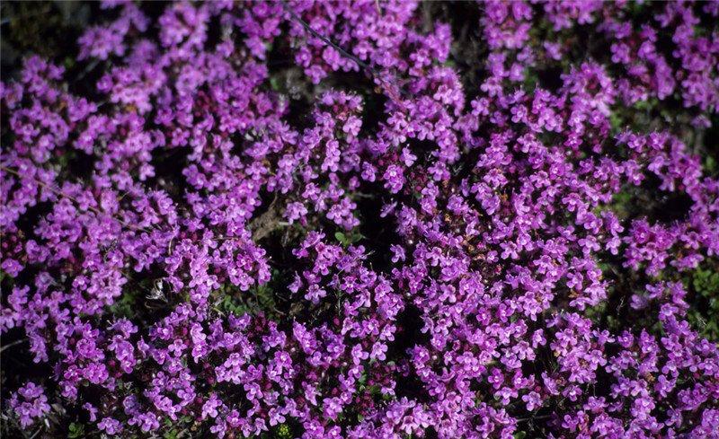 百里香开花