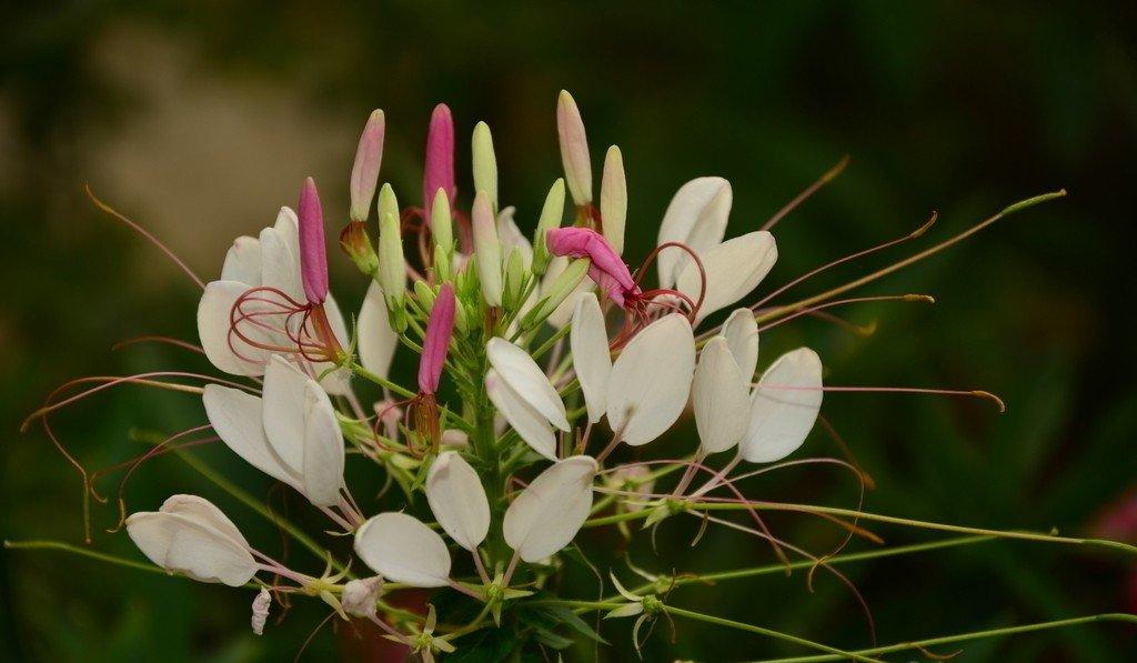 醉蝶花开花
