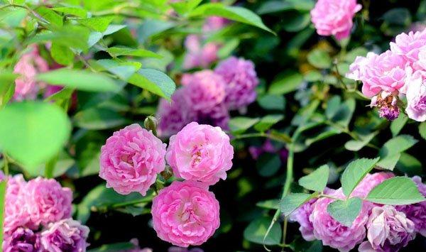 蔷薇花开朵朵浪漫