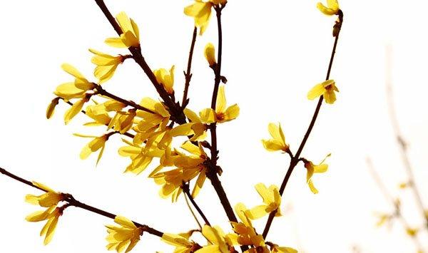 迎春花精美图片