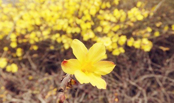 一朵迎春花