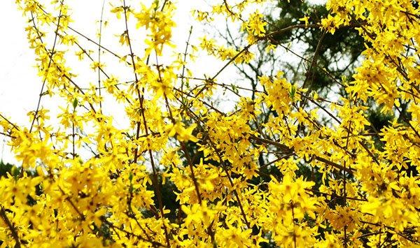 迎春花迎春绽放