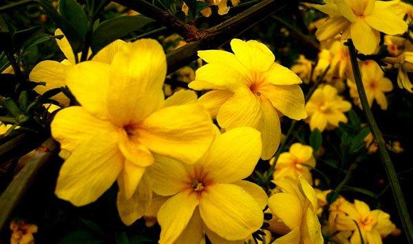 黄色迎春花