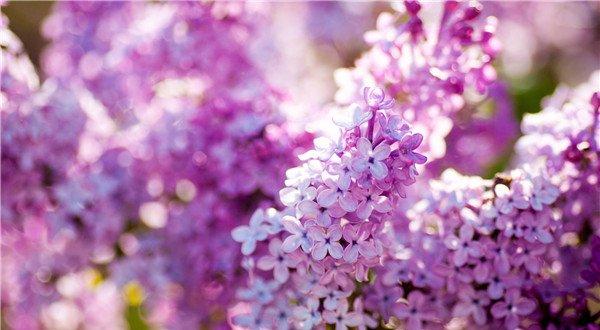 丁香花开