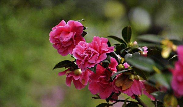 茶花