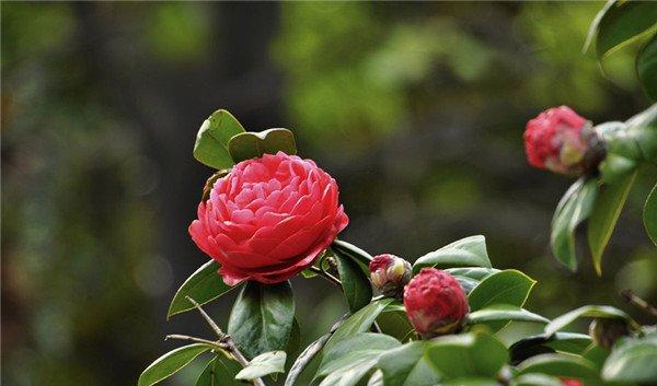 中国传统名花——茶花