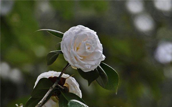 白色茶花