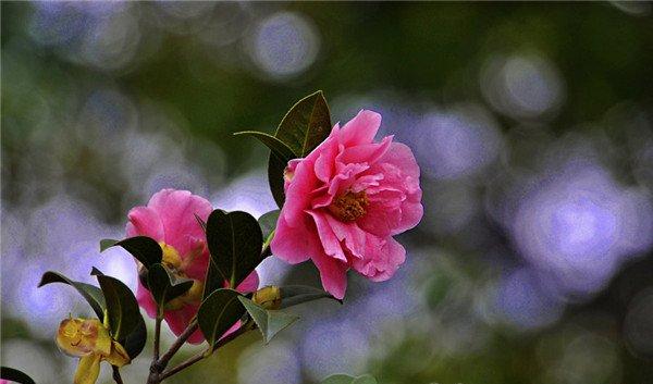 迷人的茶花