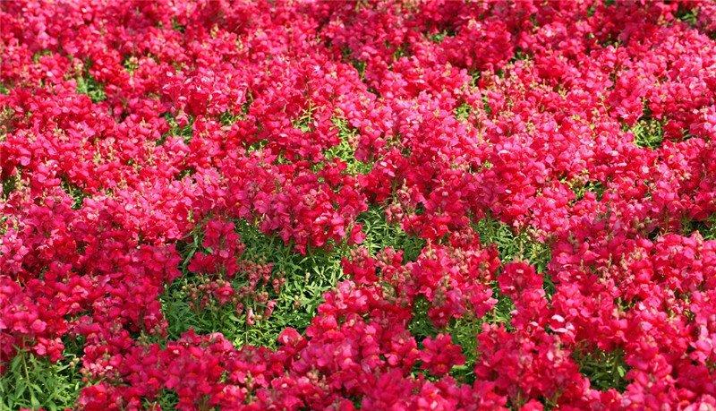 金鱼草花田