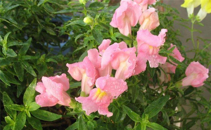 金鱼草