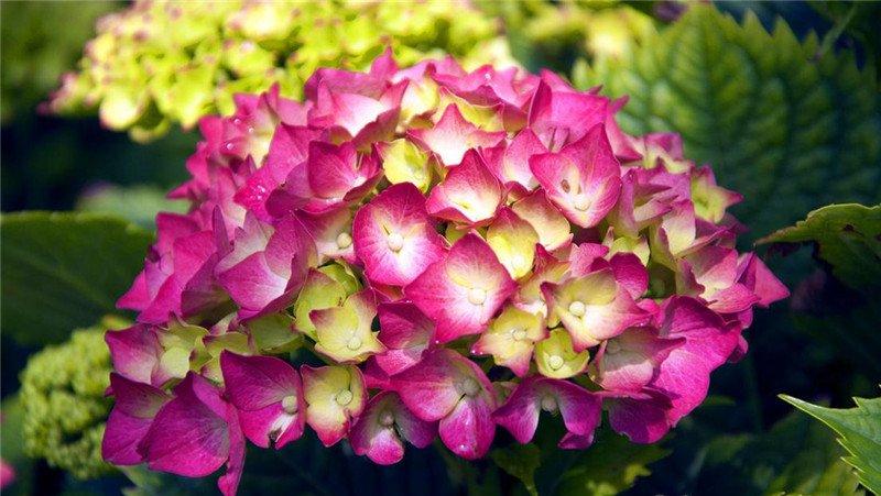 八仙花图片