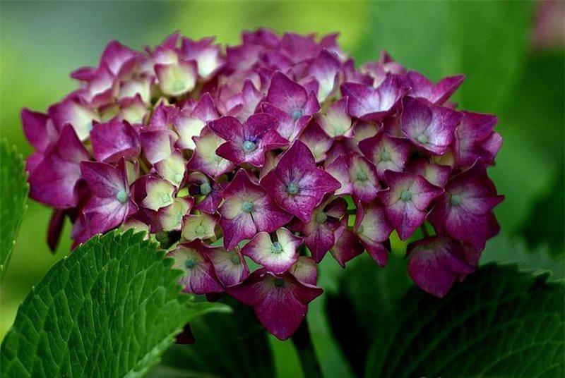 八仙花高清图片欣赏