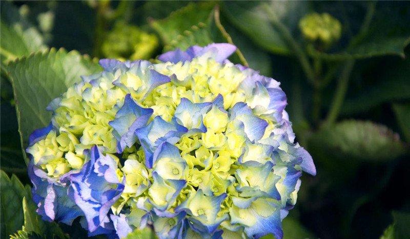 聚拢的八仙花